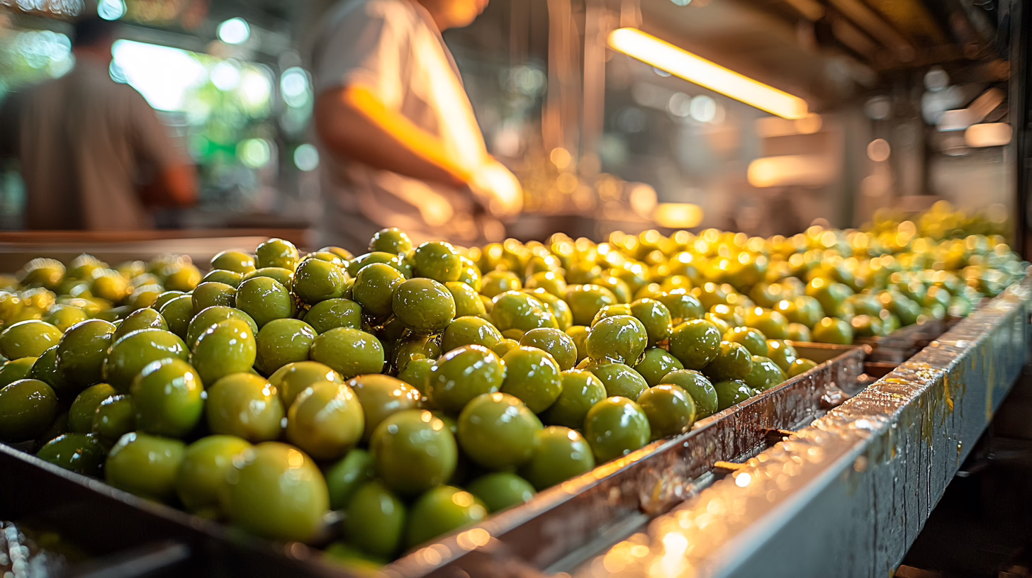 Frantoio oleario: olive verdi fresche sui macchinari durante la molitura con luce industriale calda