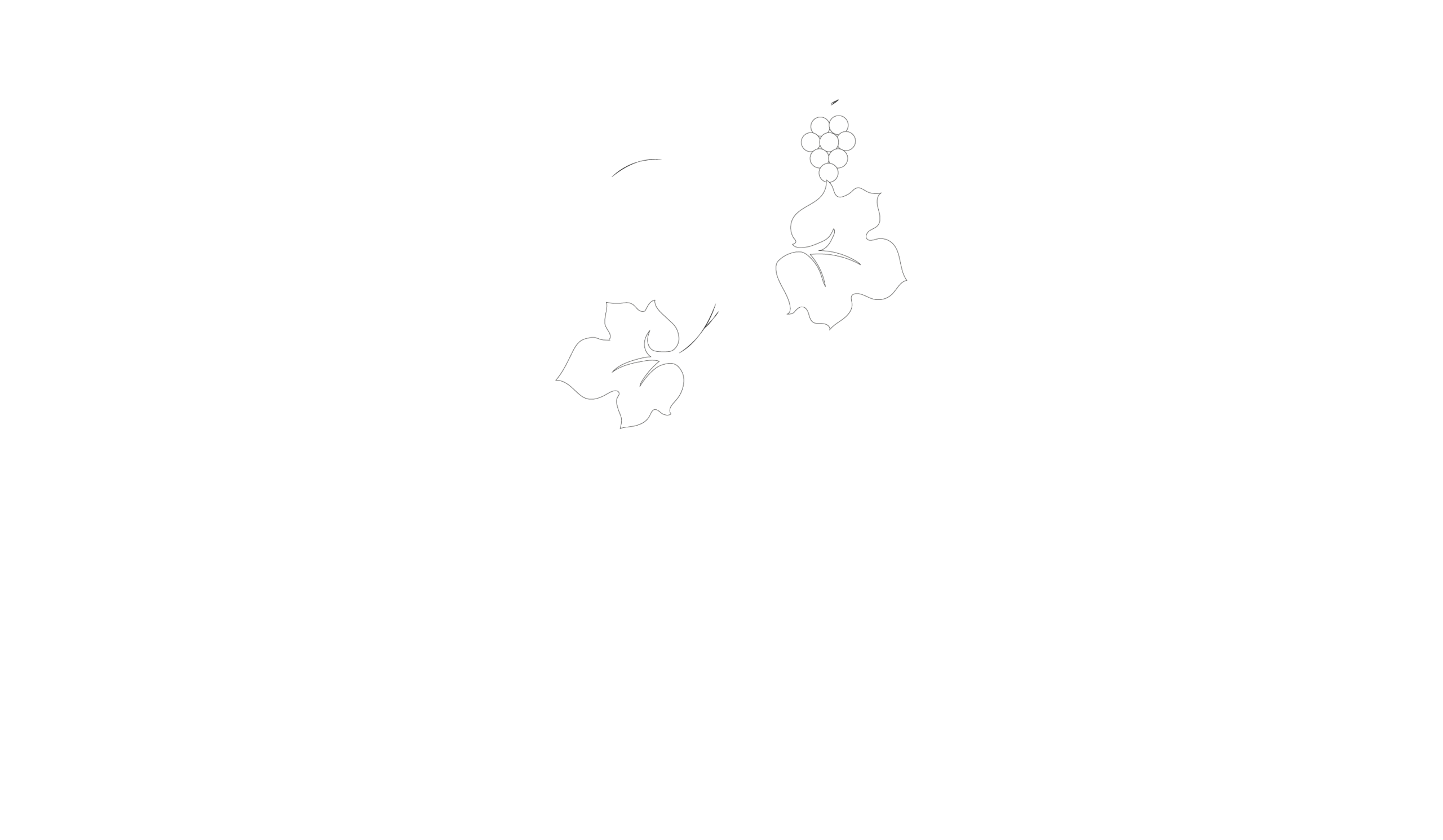 Volut